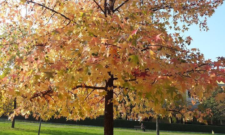 Albero d'Oro